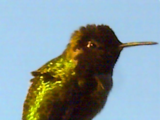Humming Bird (approx 90 ft distance)